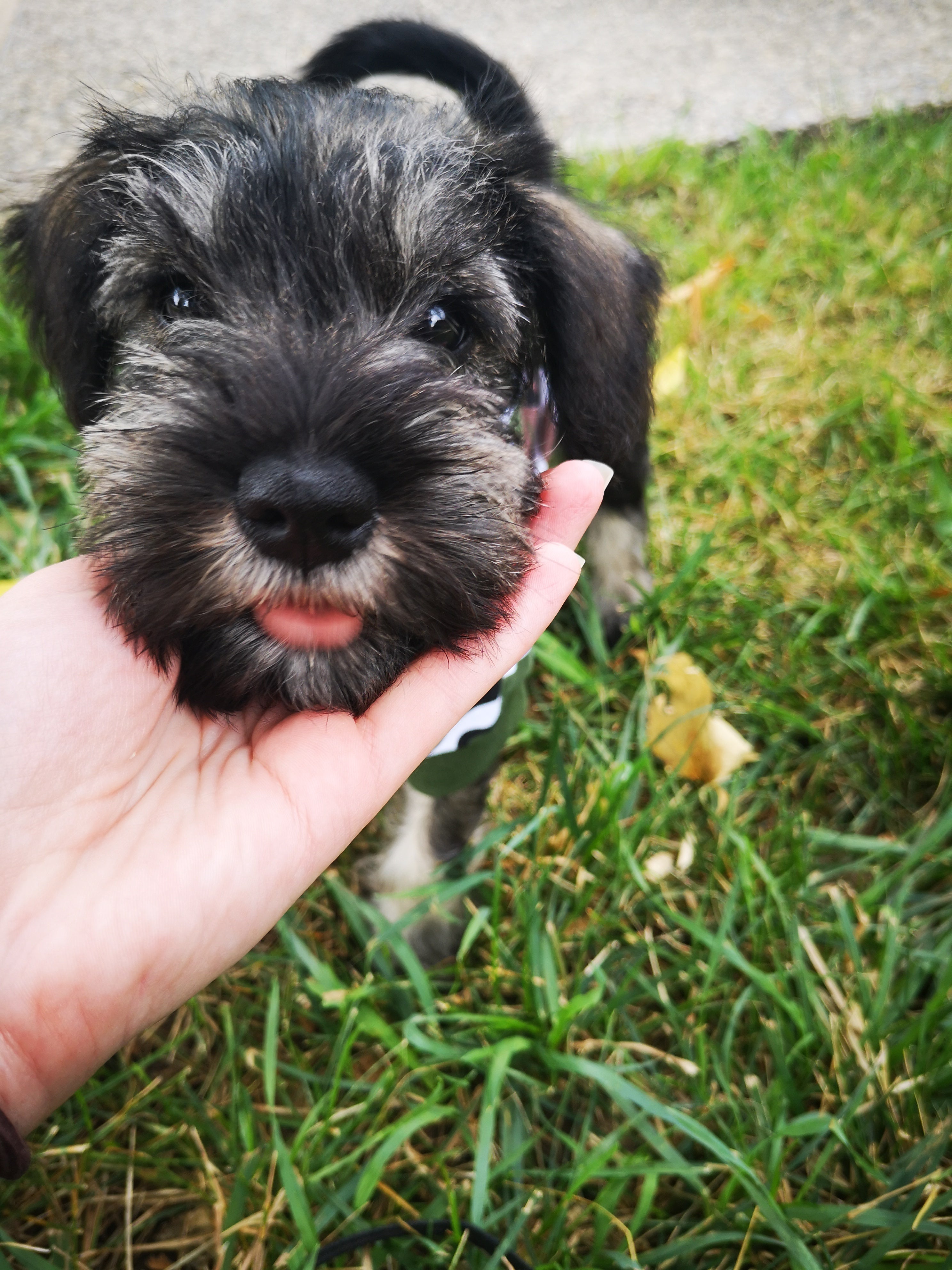 Miniature schnauzer 2024 puppy manitoba